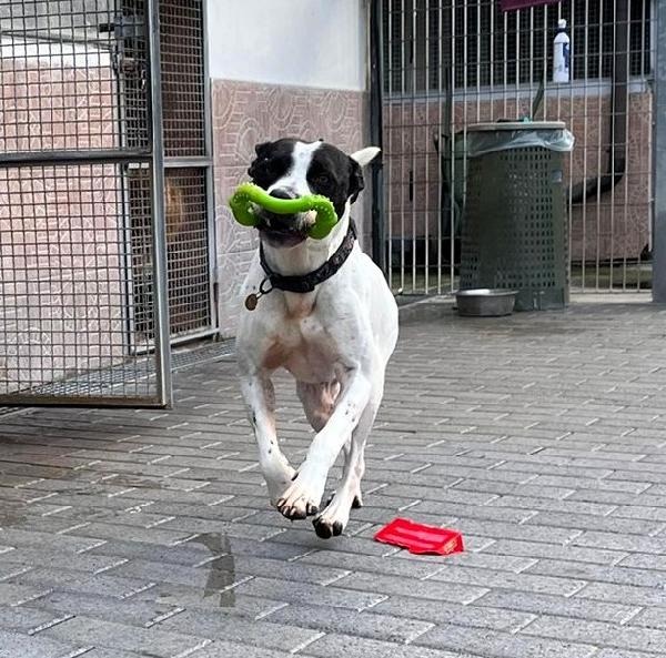 BLACK GENTILCANE Foto 5